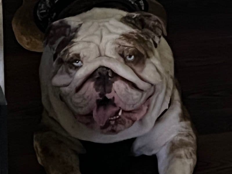 White English Bulldog 3 years old male medium named Duke for sale in Jefferson County, Colorado | Petmeetly