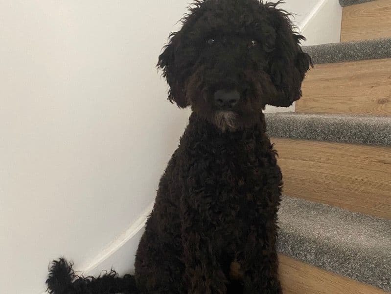 Standard Poodle 3 years 2 months old male medium named Bobby for breeding in Staffordshire, England | Petmeetly