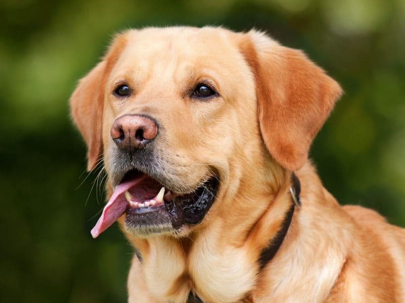 English Labrador Retriever 2 years 4 months old female large named Baddie for breeding in Bexar County, Texas | Petmeetly