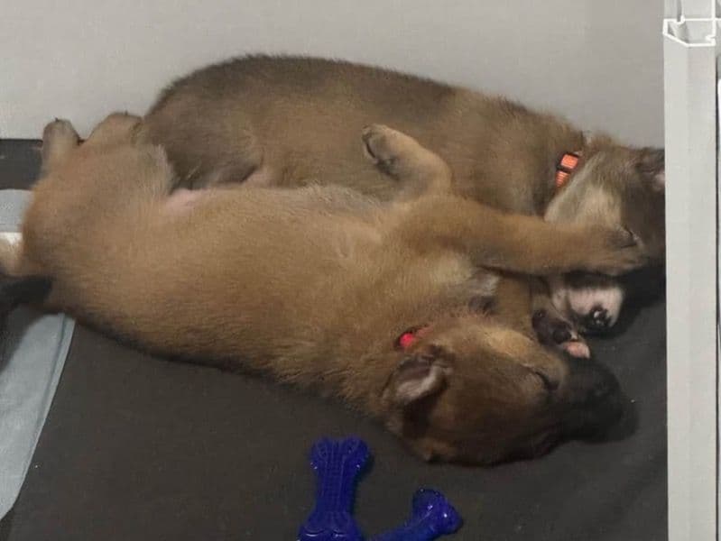 German Shepherd 2 months old male small named Puppy for sale in Mahoning County, Ohio | Petmeetly