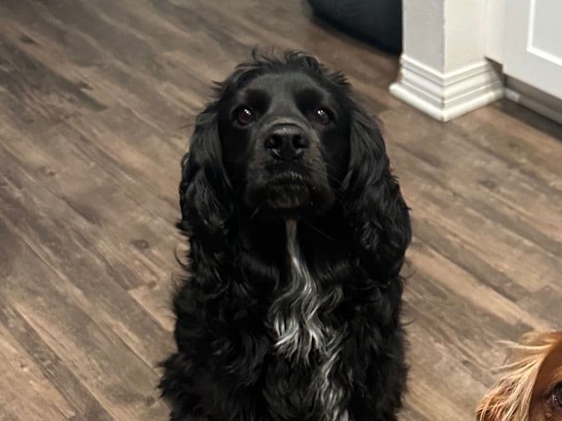 English Cocker Spaniel 3 years 1 month old male medium named Oliver for breeding in San Diego County, California | Petmeetly