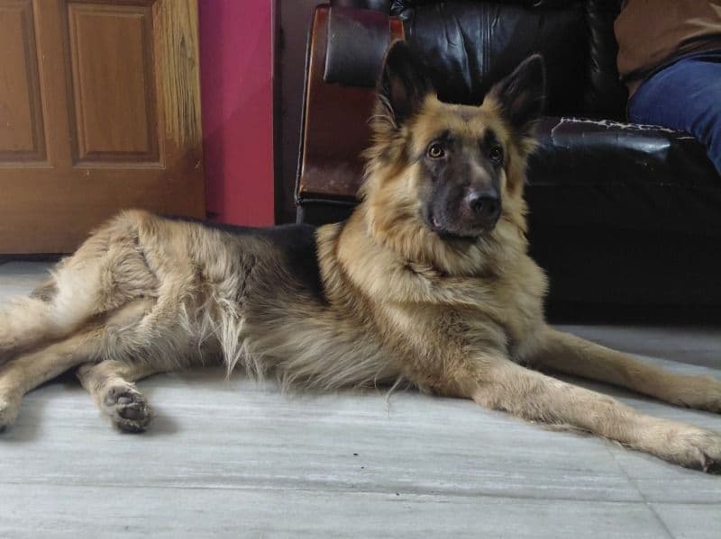 German Shepherd 2 years 3 months old male large named Cheetha for breeding in Hyderabad, Telangana | Petmeetly