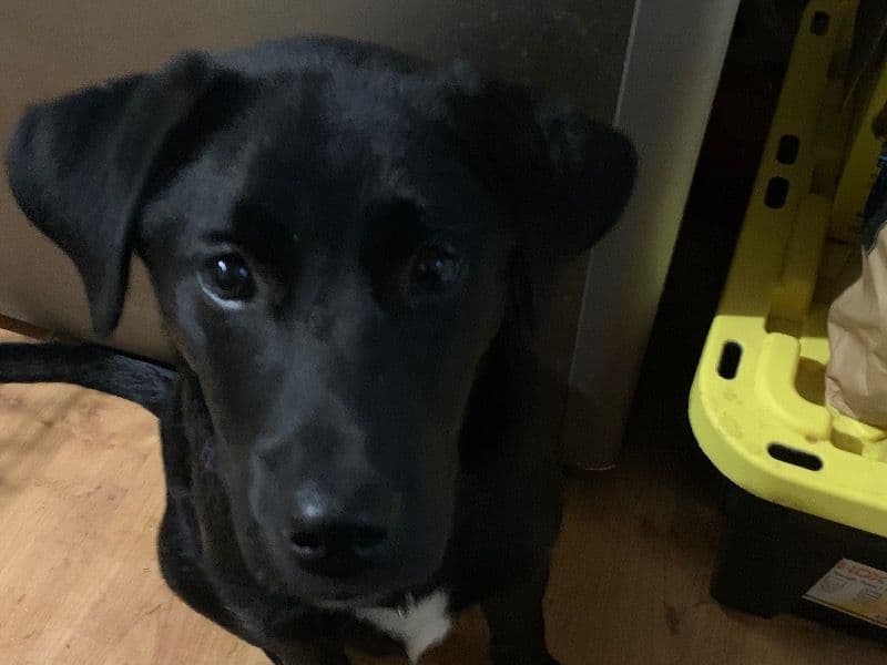 Labrador Retriever 1 year 6 months old female medium named Violet for breeding in Parry Sound District, Ontario | Petmeetly