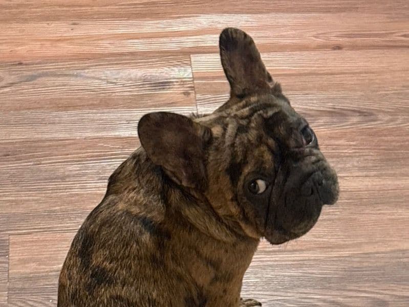 French Bulldog 1 year old male small named Jett for breeding in Oakland County, Michigan | Petmeetly