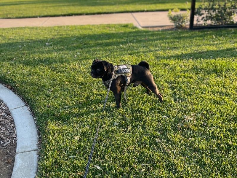 Pug 3 years old male small named Blade for breeding in San Bernardino County, California | Petmeetly