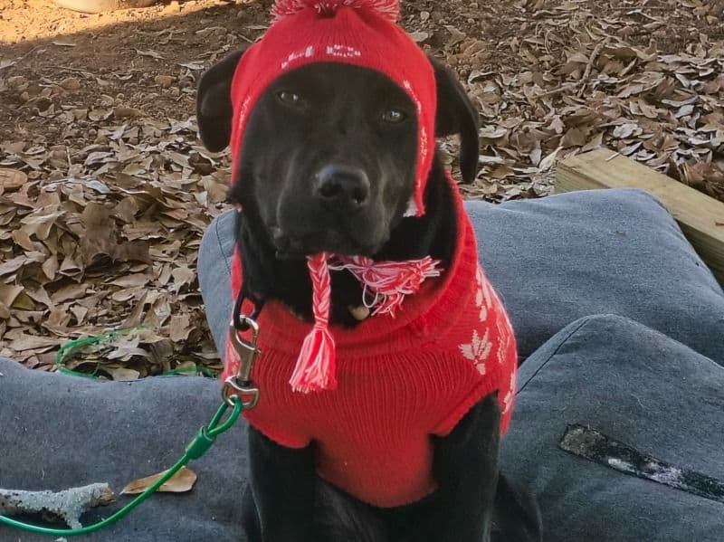 Labrador Retriever 7 months old male small named Shadow for sale in Oconee County, South Carolina | Petmeetly
