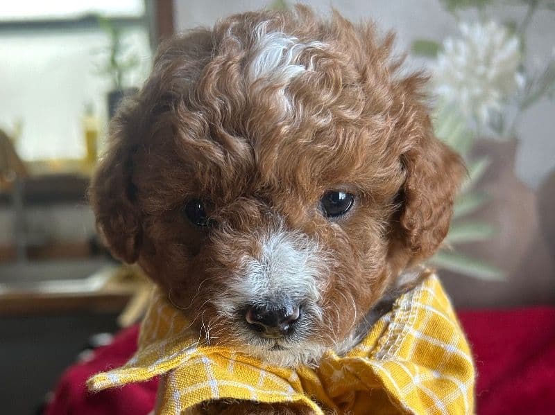 Miniature Poodle 1 month old male small named Prince Charles for sale in Perry County, Tennessee | Petmeetly