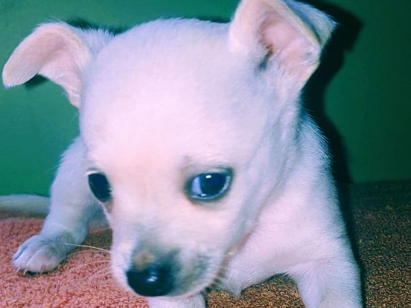 Chihuahua 6 months old male small named Dynamo for sale in Liberty County, Georgia | Petmeetly