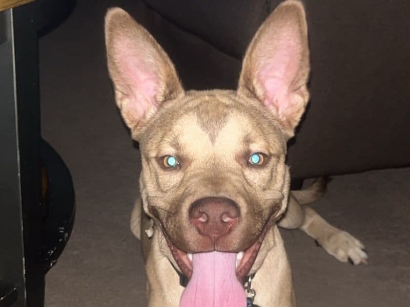 German Pit 2 years old male medium named Rocko for sale in Tippecanoe County, Indiana | Petmeetly