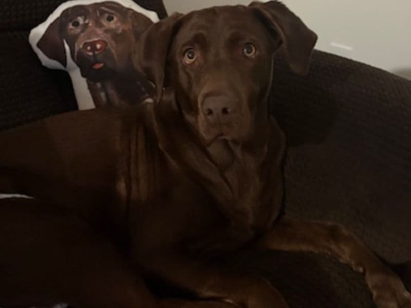 Labrador Retriever 4 years old female medium named Bella for breeding in Hampden County, Massachusetts | Petmeetly