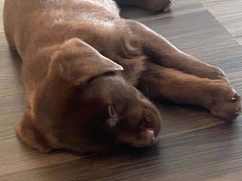 Labrador Retriever 2 months old male small named Trigger for sale in Scott County, Minnesota | Petmeetly