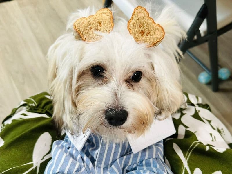 Maltipoo 1 year 10 months old female small named Hazel for breeding in Dallas County, Texas | Petmeetly