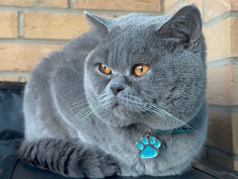 Thomas-blue primary photo