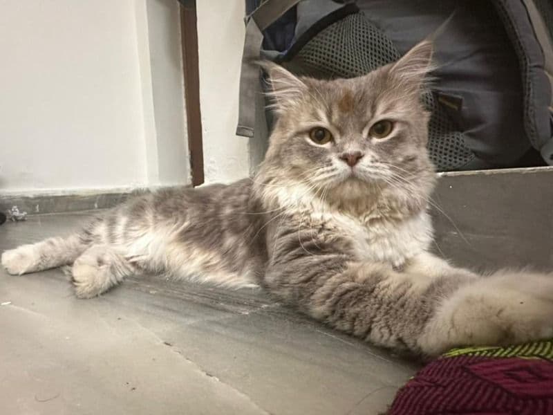 Persian 1 year 2 months old male named Babar for breeding in Hyderabad, Telangana | Petmeetly