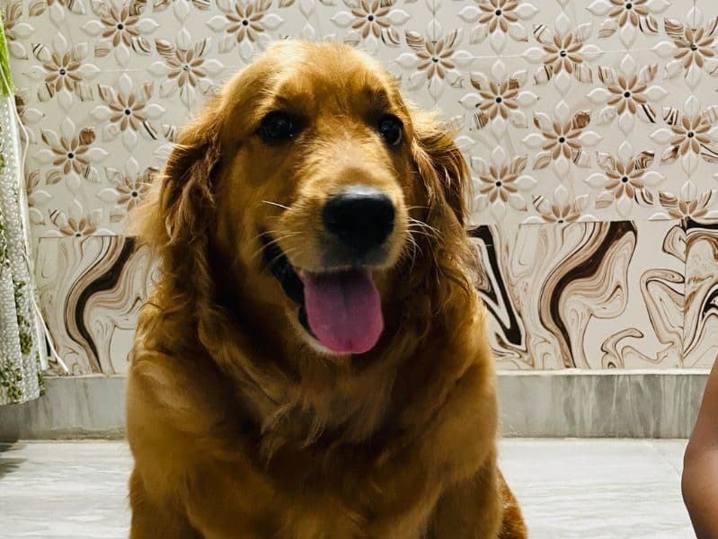Golden Retriever Corgi 5 years 3 months old female medium named Anny for breeding in Delhi Division, Delhi | Petmeetly