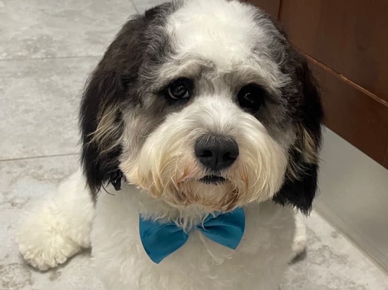 Benji primary photo
