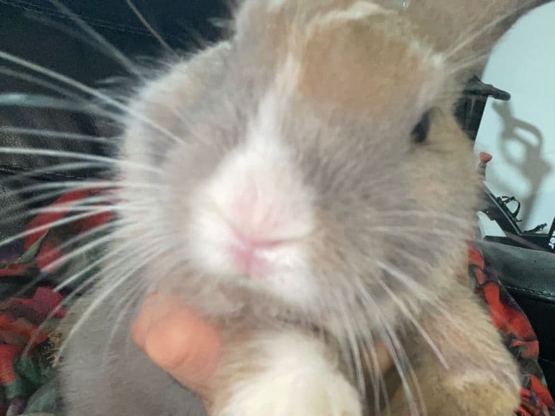 Brownie - Dutch | Petmeetly