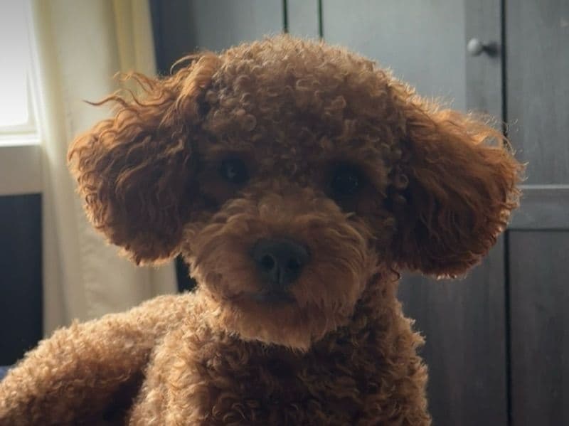 Golden Retriever 1 year 9 months old male small named Luffy for breeding in Queens County, New York | Petmeetly