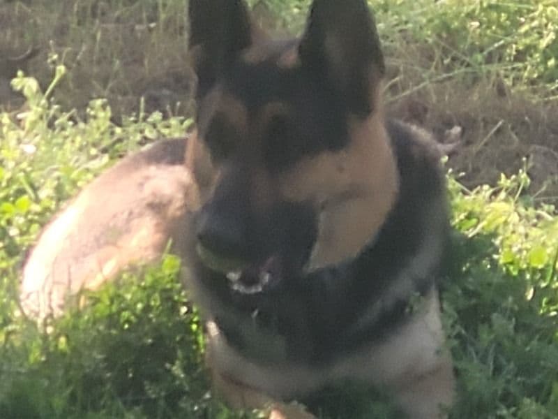 Kobe primary photo