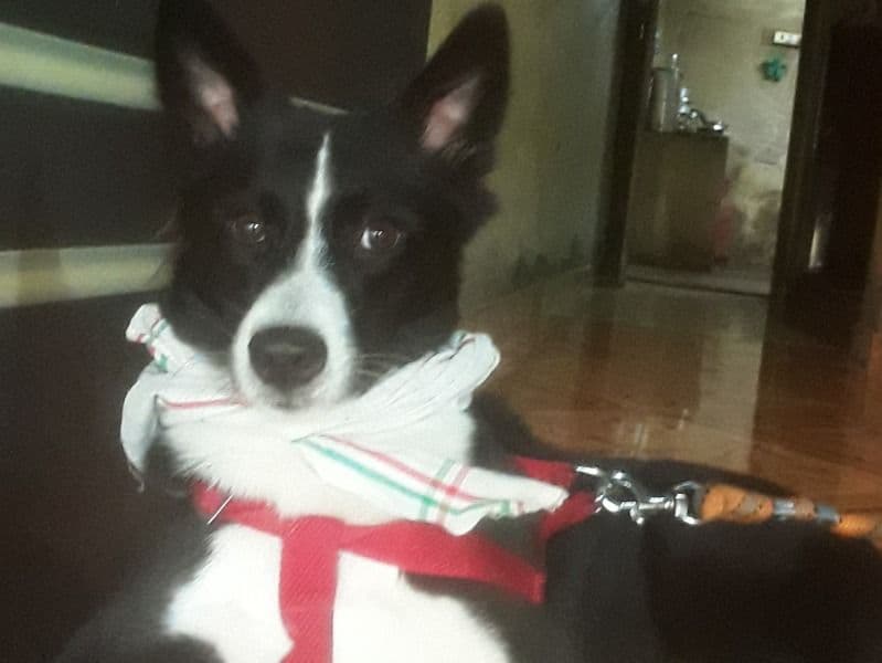 Tobby primary photo