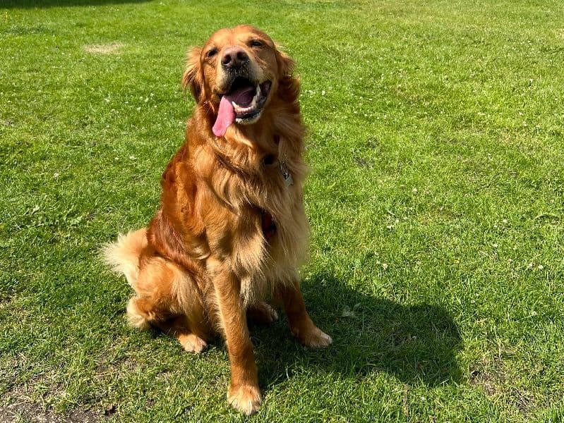 Skipper primary photo