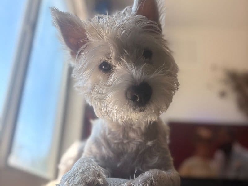 West Highland White Terrier 1 year 3 months old male medium named Boo for breeding in Salt Lake County, Utah | Petmeetly