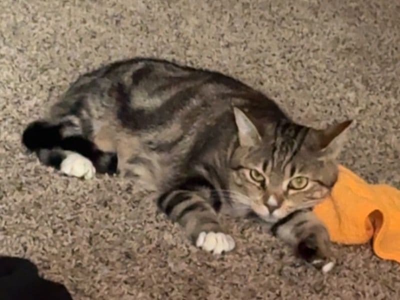 Apricot primary photo