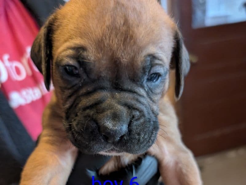 Boxer 1 month old male medium named Boy 6 for sale in McLean County, Illinois | Petmeetly