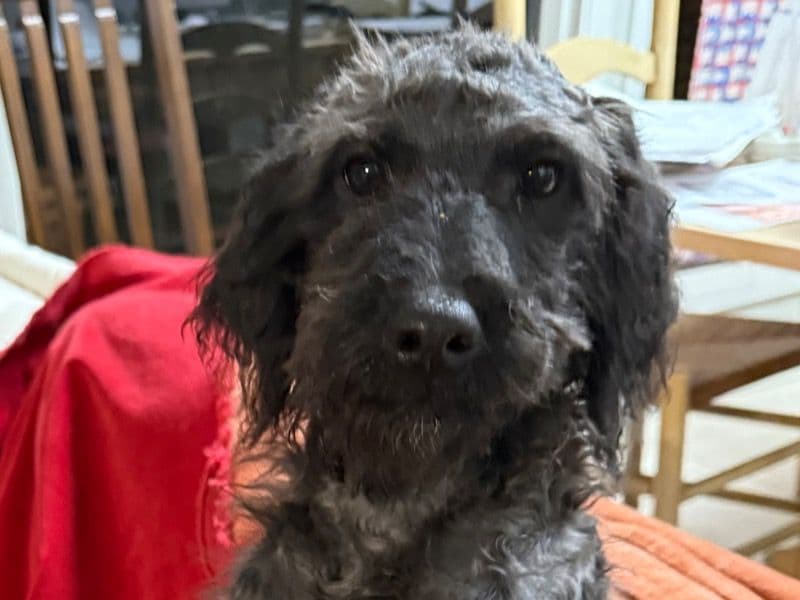 Labradoodle 6 months old male large named Romeo for sale in Webster Parish, Louisiana | Petmeetly