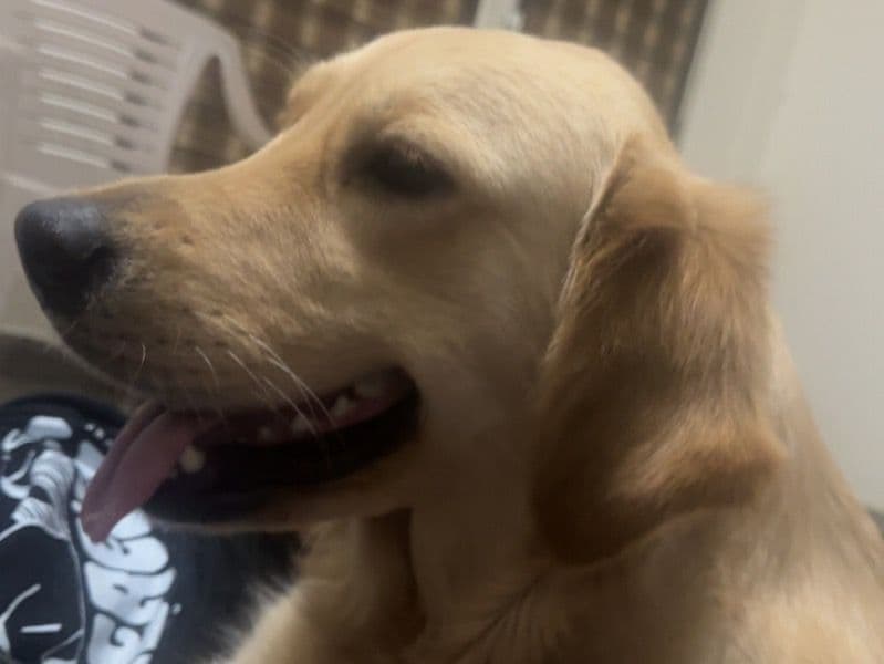 Golden Retriever 2 years old female medium named Buzzo for breeding in Meerut Division, Uttar Pradesh | Petmeetly