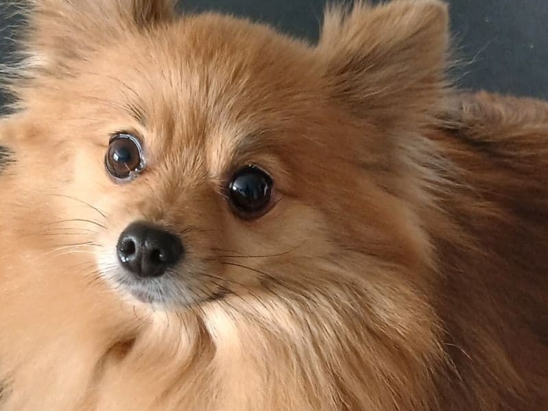 Pomeranian 5 years 7 months old male small named Prophet for sale in Pinellas County, Florida | Petmeetly