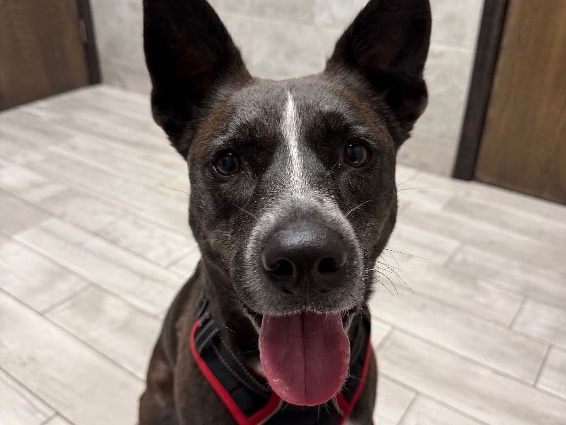 Belgian Malinois 4 years old female large named Sweetie Girl for adoption in Ellis County, Texas | Petmeetly