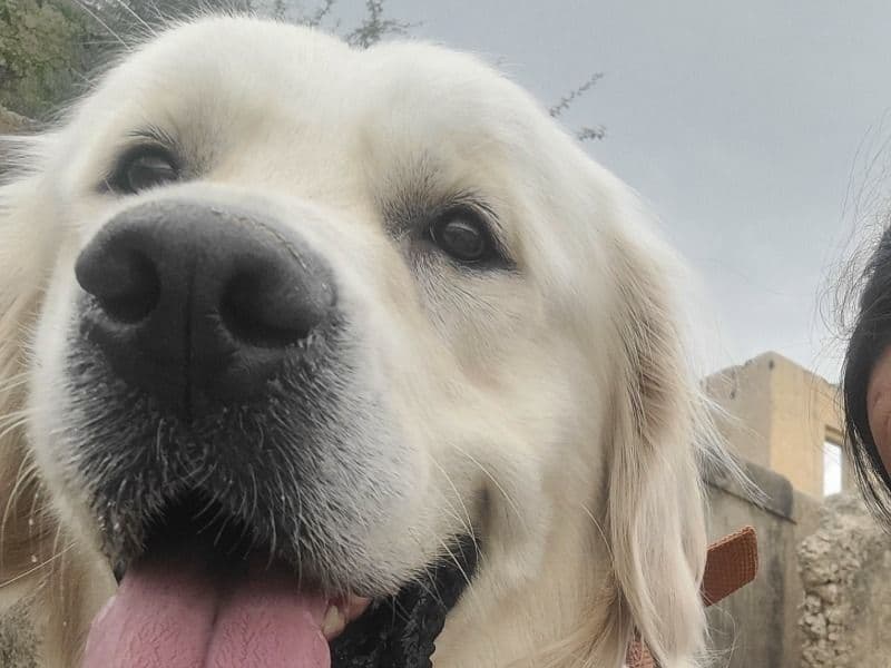 English Golden Retriever 2 years 7 months old male extra large named Comet for breeding in Delhi Division, Delhi | Petmeetly