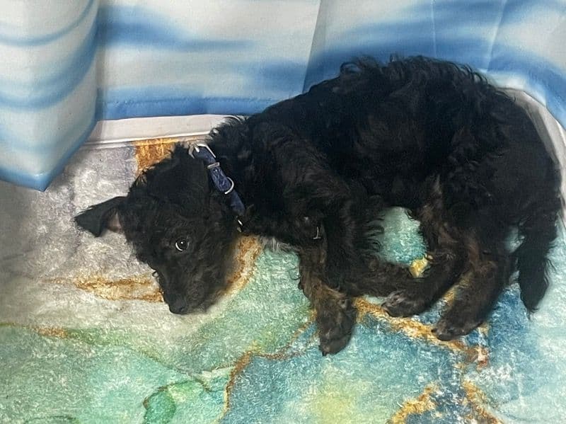 Shih Tzu 1 year 2 months old female small named Lady for breeding in Orange County, Florida | Petmeetly