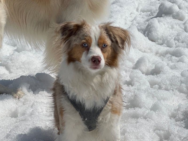 Miniature Australian Shepherd 2 years 8 months old female small named Liberty for breeding in Amherst County, Virginia | Petmeetly