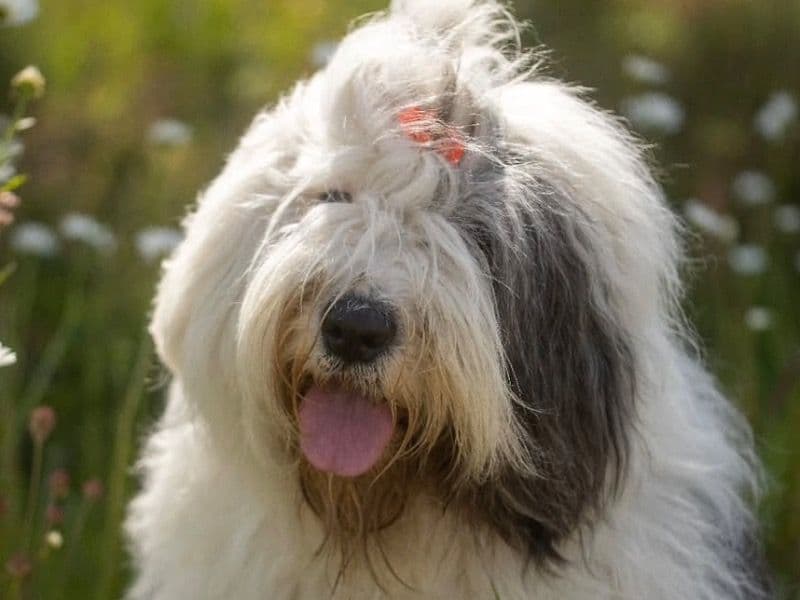 Old English Sheepdog 2 years 4 months old male extra large named Lolo for breeding in Los Angeles County, California | Petmeetly