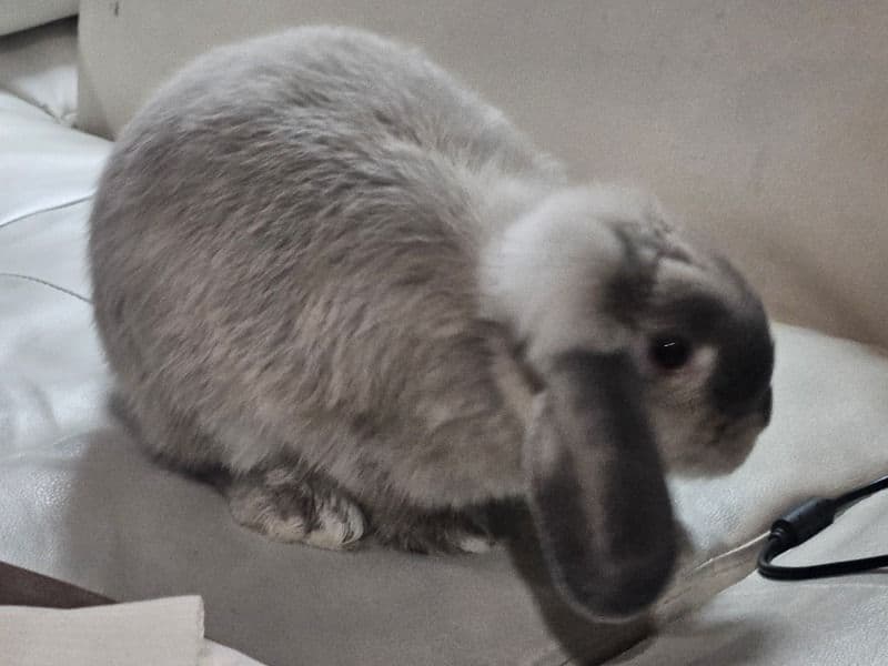 Holland Lop 1 year old female named Poppy for sale in Union County, Georgia | Petmeetly