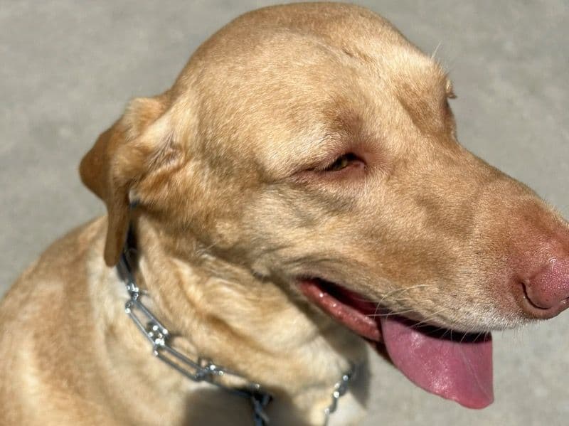 Labrador Retriever 7 years 2 months old male large named Jax for sale in Pennington County, South Dakota | Petmeetly