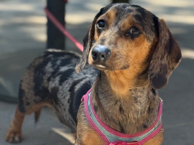 Miniature Dachshund 1 year 4 months old female small named Winnie for breeding in West Yorkshire, England | Petmeetly