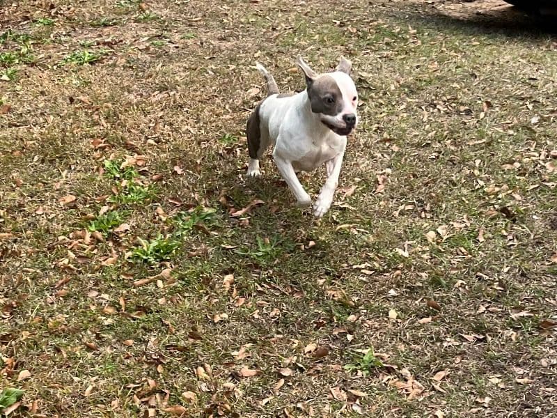 Blue nose Pitbull 1 year 9 months old female medium named Diamond for sale in Richmond County, Georgia | Petmeetly