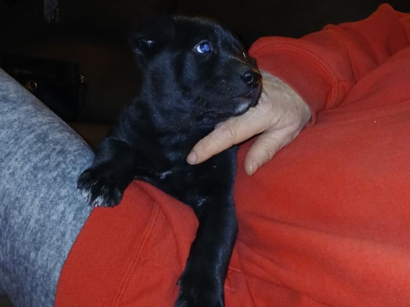 Pit Bull Terrier 1 month old female large named Doesn't Have Name for adoption in Grape Creek, Texas | Petmeetly