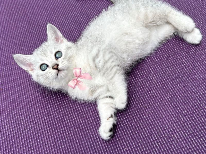 British Shorthair 4 months old female named Betty for sale in Regional Municipality of York, Ontario | Petmeetly