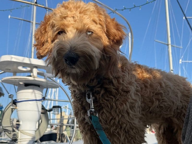 Mini Golden Doodle 1 year 6 months old male medium named Sailor for breeding in Brevard County, Florida | Petmeetly
