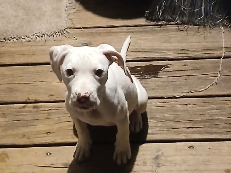 Mama - American PitBull Terrier | Petmeetly