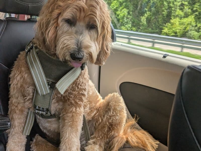 Goldendoodle 3 years 2 months old male medium named Blue Jones-hunter for breeding in Broward County, Florida | Petmeetly