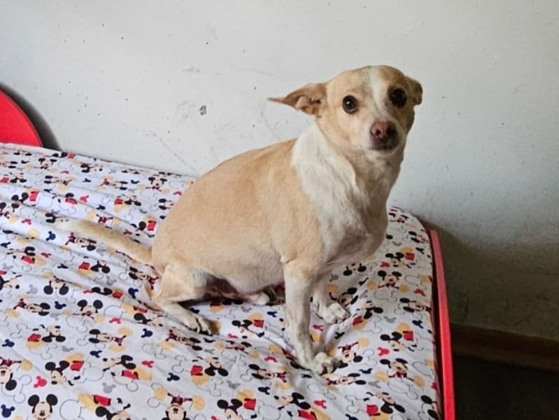 Deerhead chihuahua 4 years 2 months old male small named Pepper for adoption in Lake County, Indiana | Petmeetly