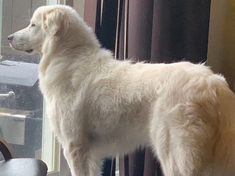 Great Pyrenees 2 years 2 months old female medium named Maya for breeding in Ottawa, Ontario | Petmeetly