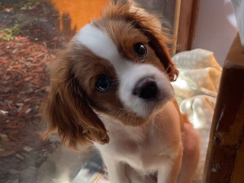 Cavalier King Charles Spaniel 7 months old male small named Louie for breeding in City of Joondalup, Western Australia | Petmeetly