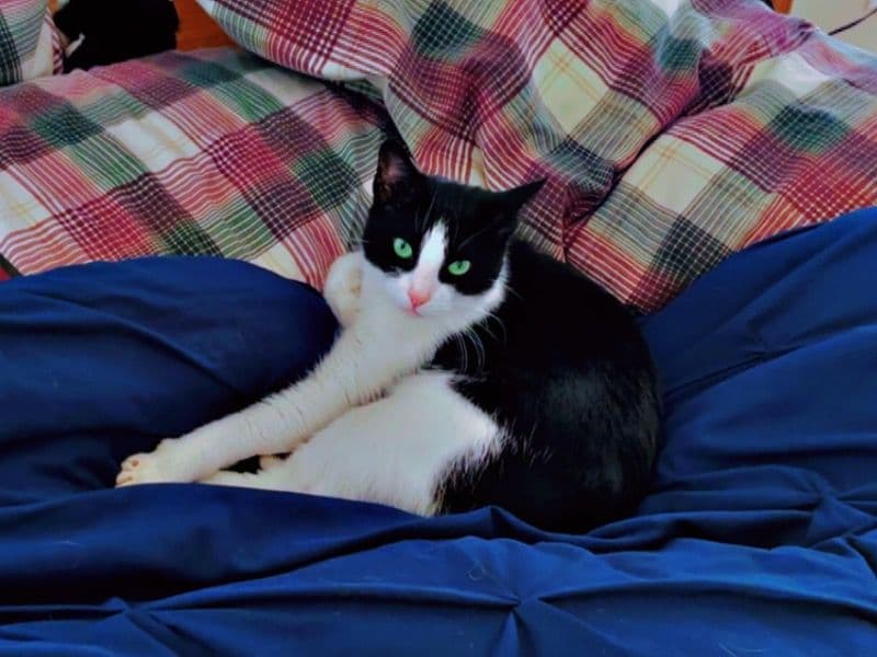 Luna primary photo