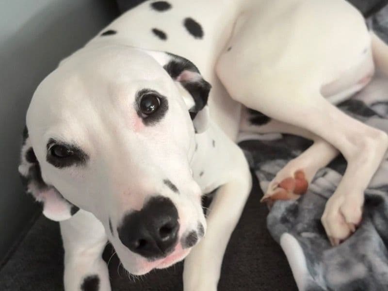Dalmatian 1 year 5 months old female medium named Luna for breeding in Monroe County, New York | Petmeetly
